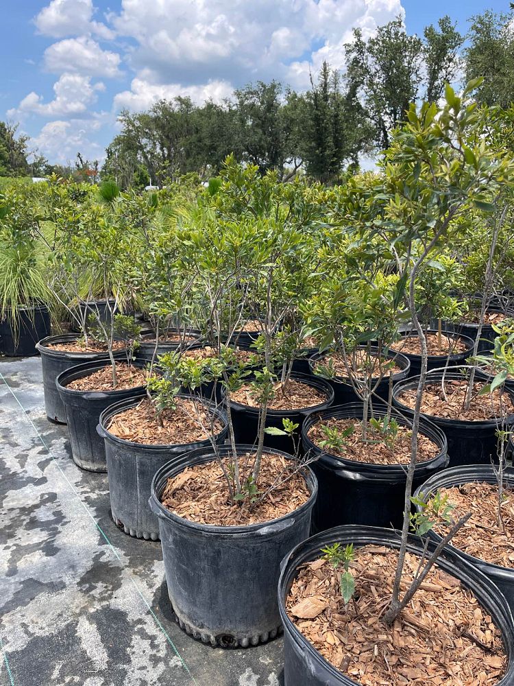 myrica-cerifera-southern-wax-myrtle-southern-bayberry-morella-cerifera