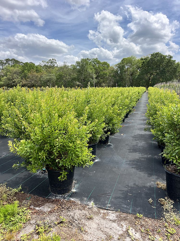 myrica-cerifera-southern-wax-myrtle-southern-bayberry-morella-cerifera