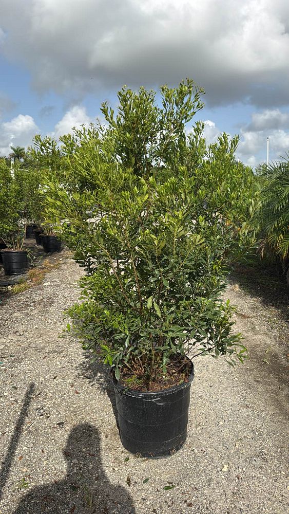 myrica-cerifera-southern-wax-myrtle-southern-bayberry-morella-cerifera