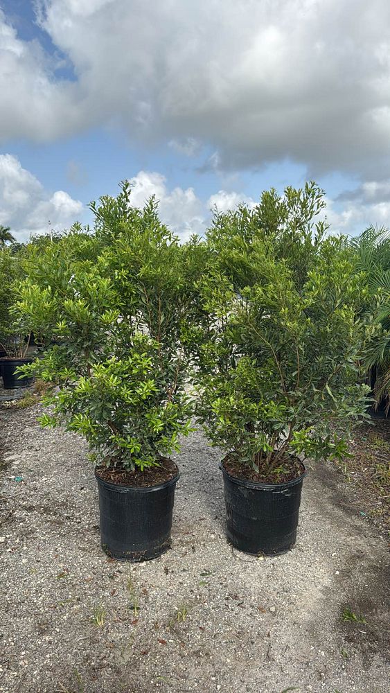 myrica-cerifera-southern-wax-myrtle-southern-bayberry-morella-cerifera