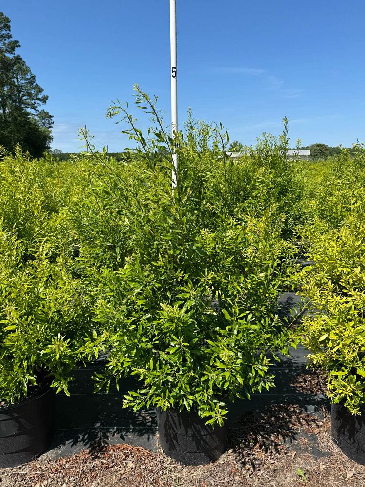 myrica-cerifera-southern-wax-myrtle-southern-bayberry-morella-cerifera