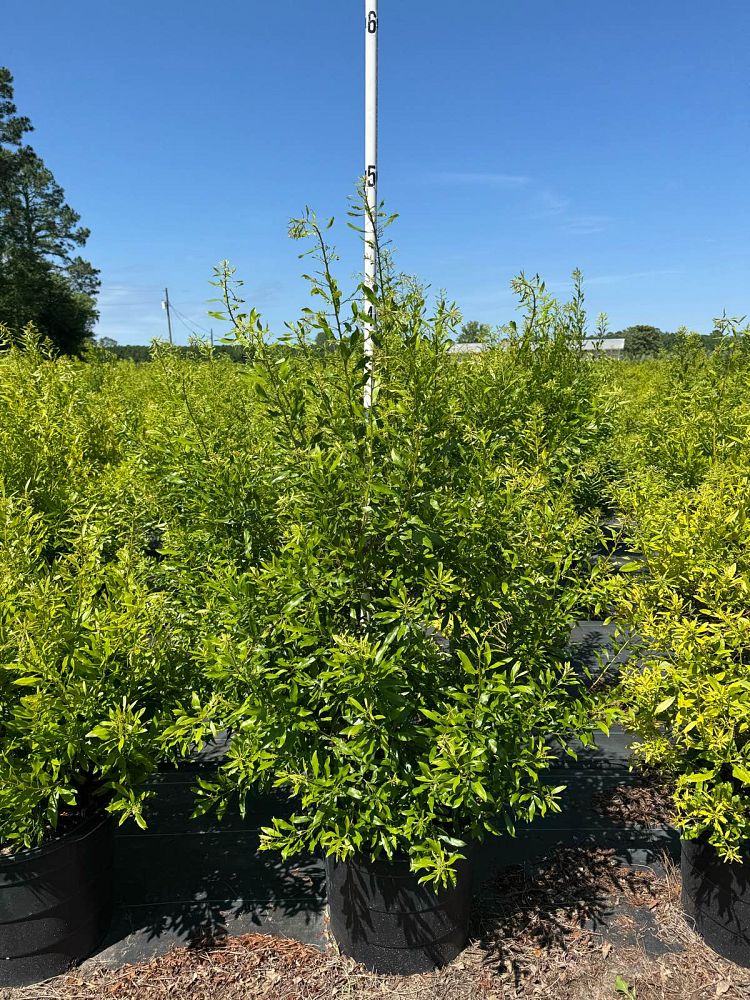 myrica-cerifera-southern-wax-myrtle-southern-bayberry-morella-cerifera
