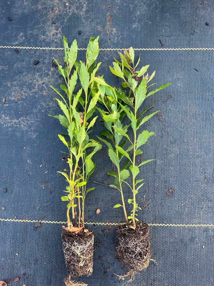 myrica-cerifera-southern-wax-myrtle-southern-bayberry-morella-cerifera