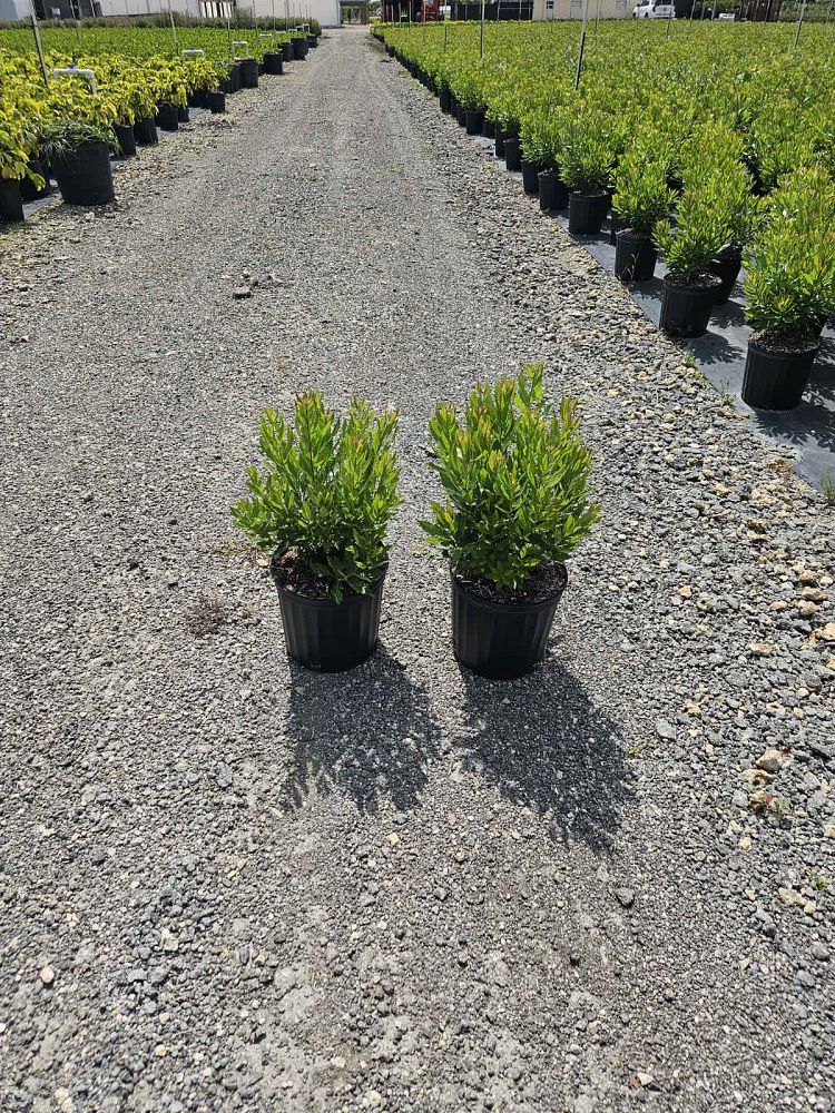 myrica-cerifera-southern-wax-myrtle-southern-bayberry-morella-cerifera