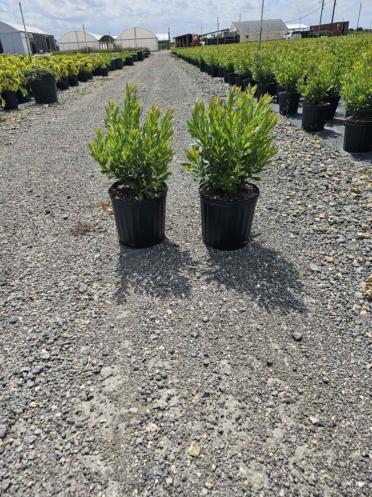 myrica-cerifera-southern-wax-myrtle-southern-bayberry-morella-cerifera