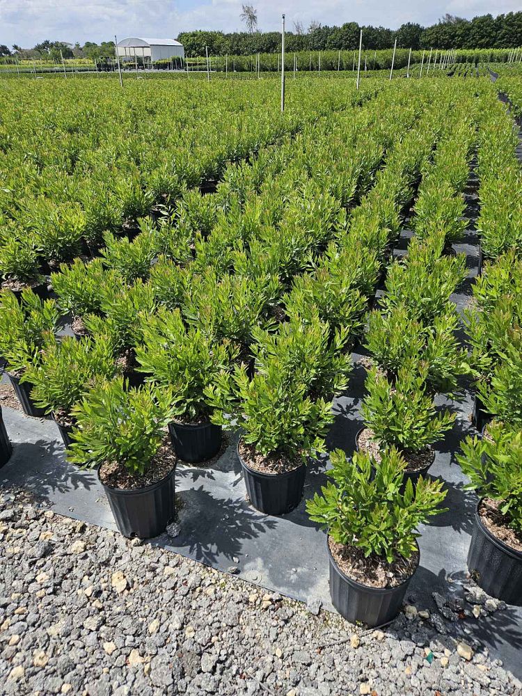 myrica-cerifera-southern-wax-myrtle-southern-bayberry-morella-cerifera