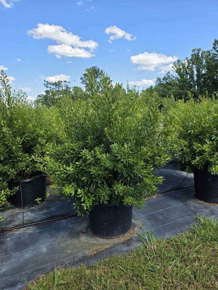 myrica-cerifera-southern-wax-myrtle-southern-bayberry-morella-cerifera