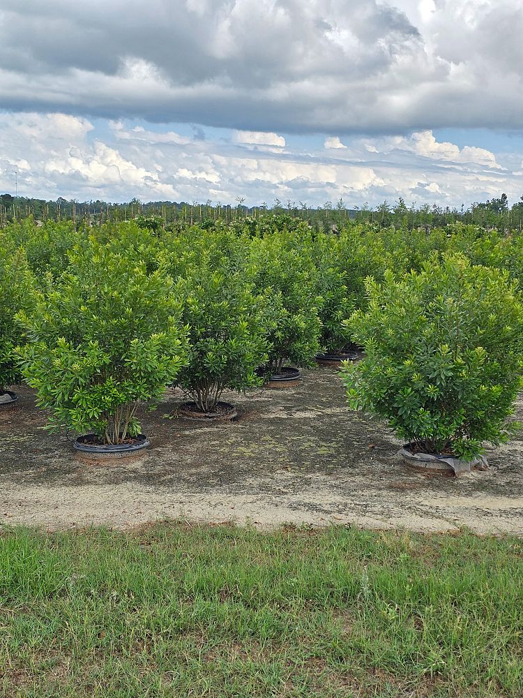 myrica-cerifera-southern-wax-myrtle-southern-bayberry-morella-cerifera