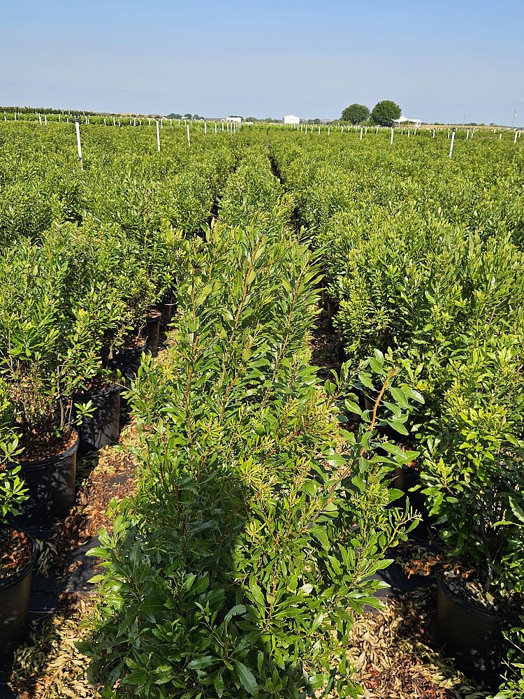 myrica-cerifera-southern-wax-myrtle-southern-bayberry-morella-cerifera