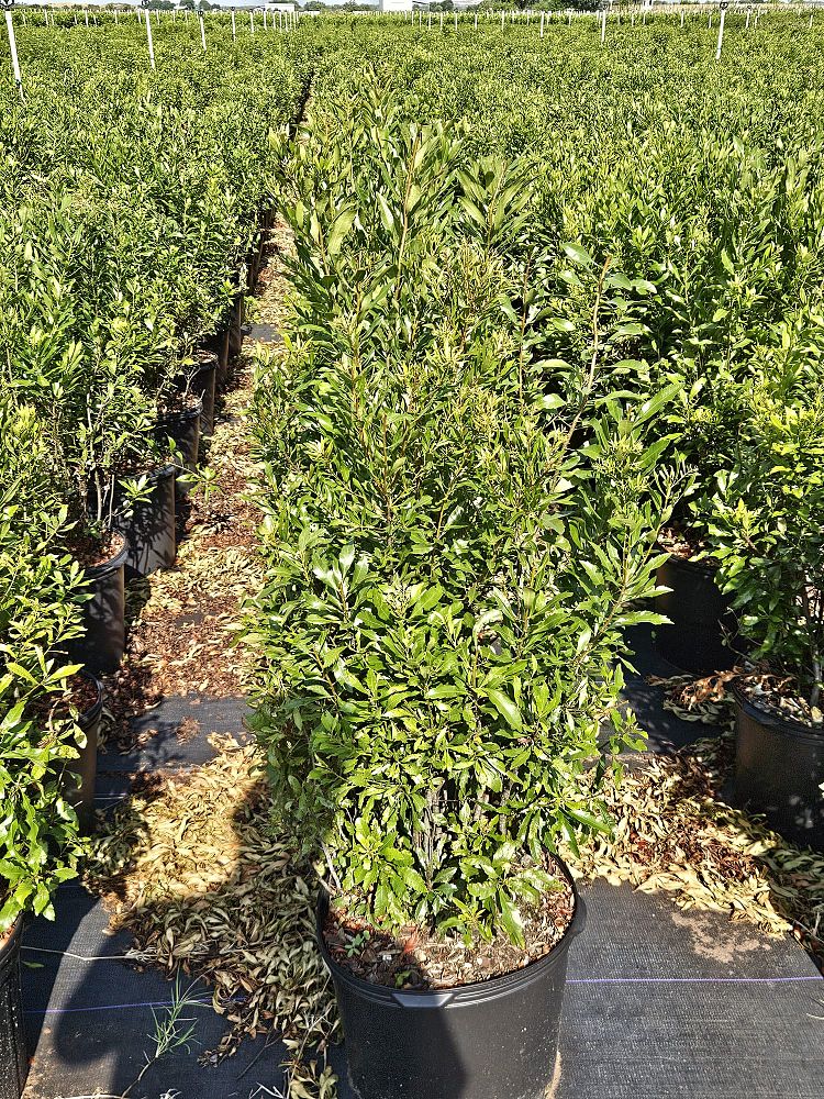 myrica-cerifera-southern-wax-myrtle-southern-bayberry-morella-cerifera