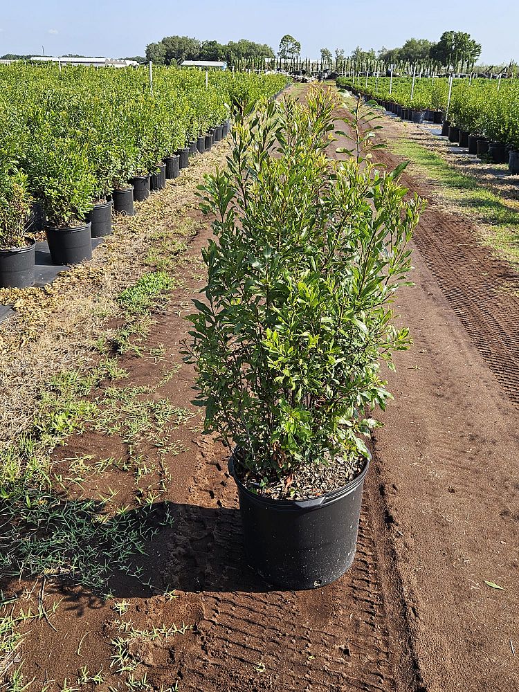 myrica-cerifera-southern-wax-myrtle-southern-bayberry-morella-cerifera