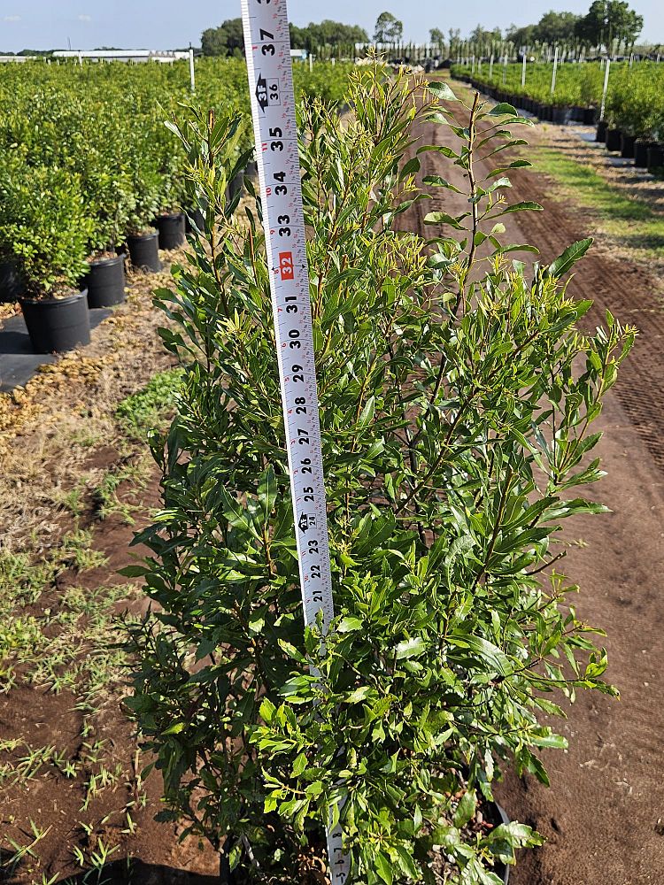 myrica-cerifera-southern-wax-myrtle-southern-bayberry-morella-cerifera