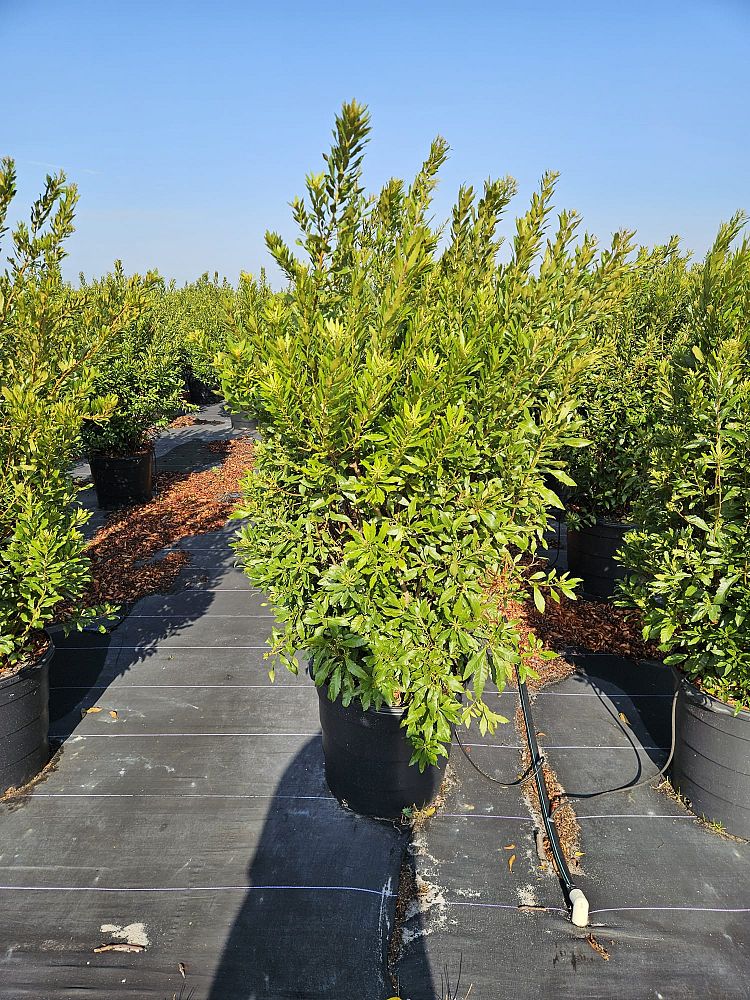myrica-cerifera-southern-wax-myrtle-southern-bayberry-morella-cerifera