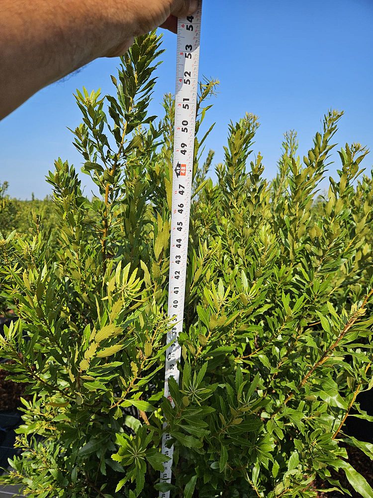 myrica-cerifera-southern-wax-myrtle-southern-bayberry-morella-cerifera