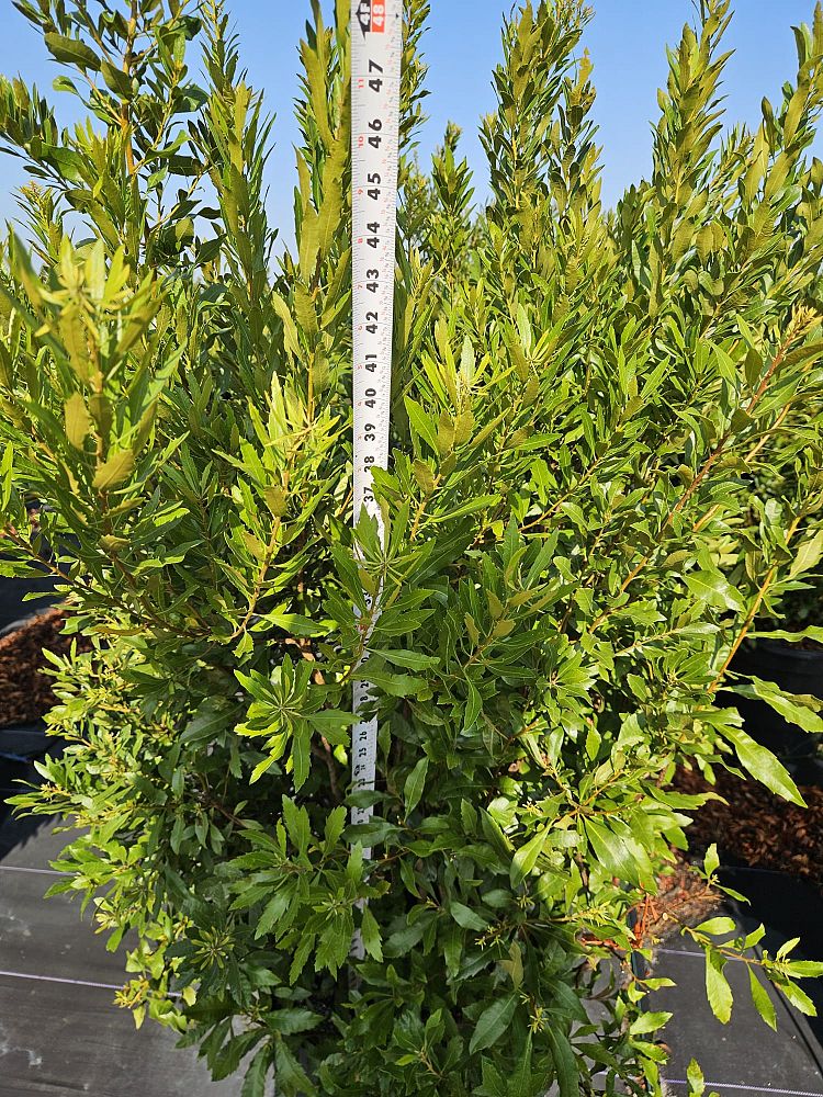 myrica-cerifera-southern-wax-myrtle-southern-bayberry-morella-cerifera