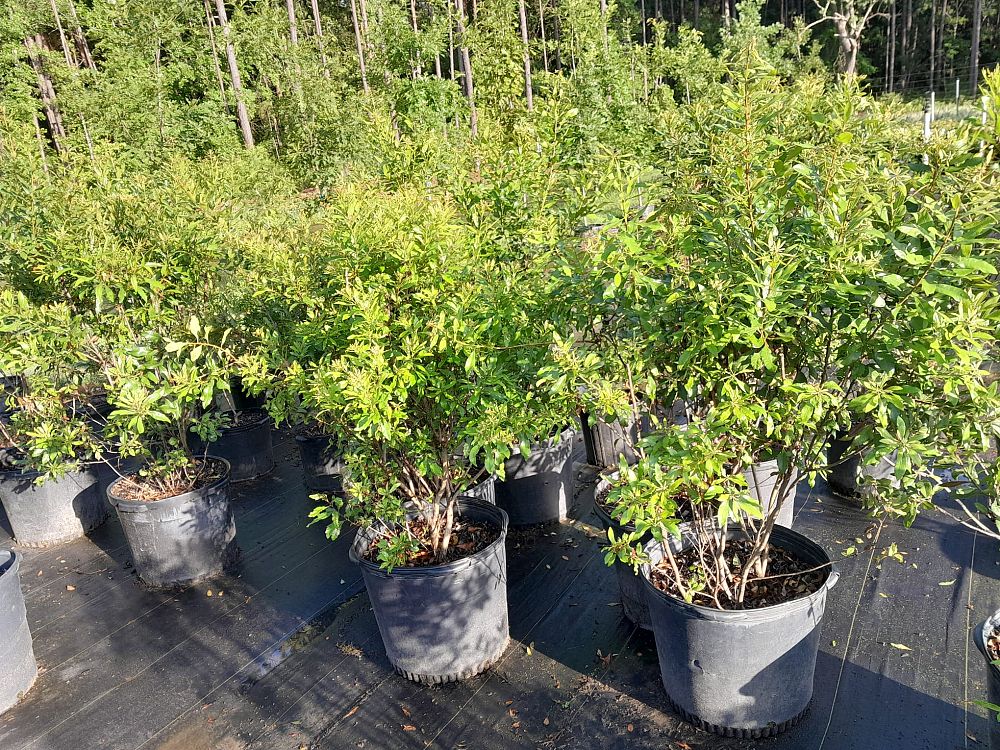 myrica-cerifera-southern-wax-myrtle-southern-bayberry-morella-cerifera