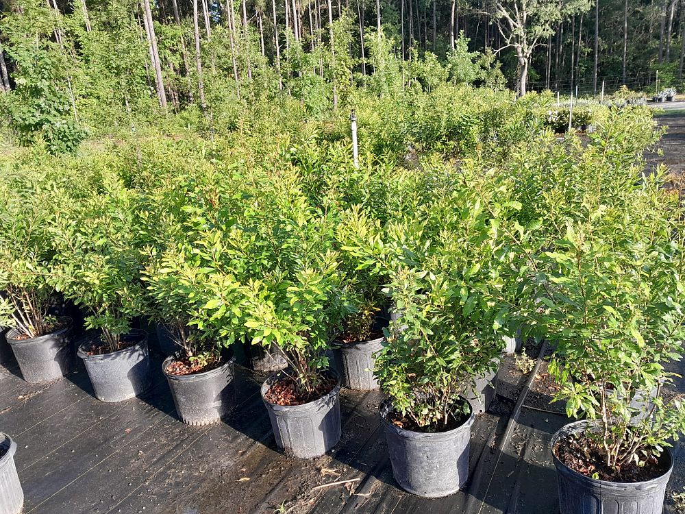 myrica-cerifera-southern-wax-myrtle-southern-bayberry-morella-cerifera
