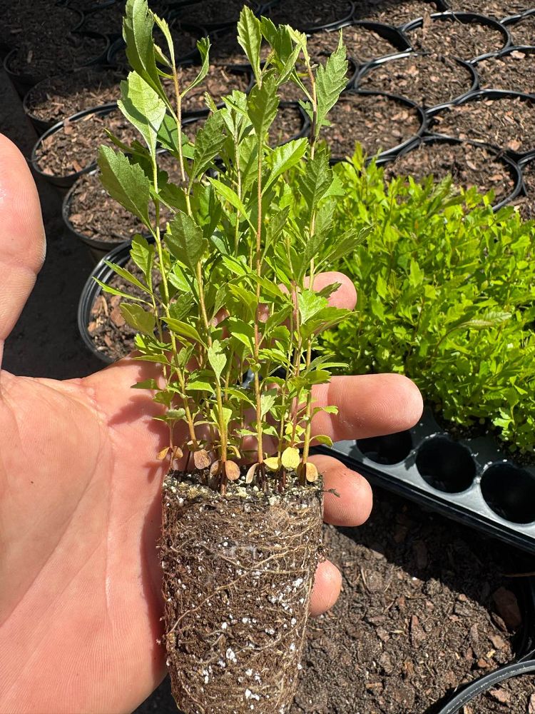 myrica-cerifera-southern-wax-myrtle-southern-bayberry-morella-cerifera