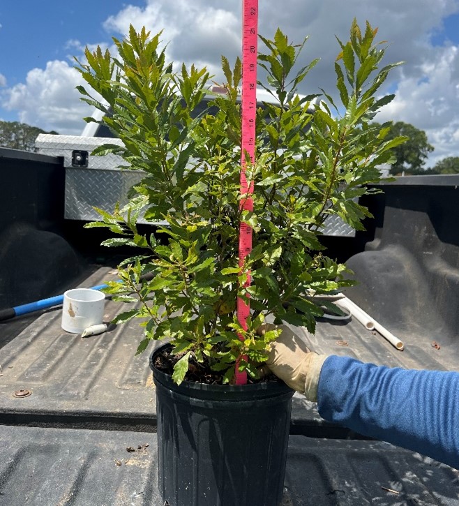 myrica-cerifera-southern-wax-myrtle-southern-bayberry-morella-cerifera