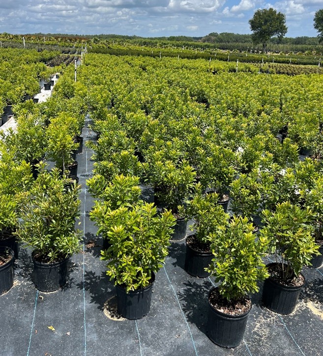 myrica-cerifera-southern-wax-myrtle-southern-bayberry-morella-cerifera