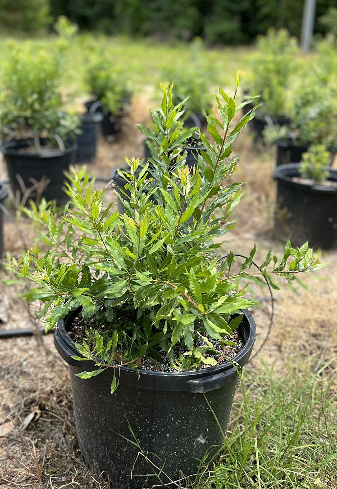 myrica-cerifera-southern-wax-myrtle-southern-bayberry-morella-cerifera