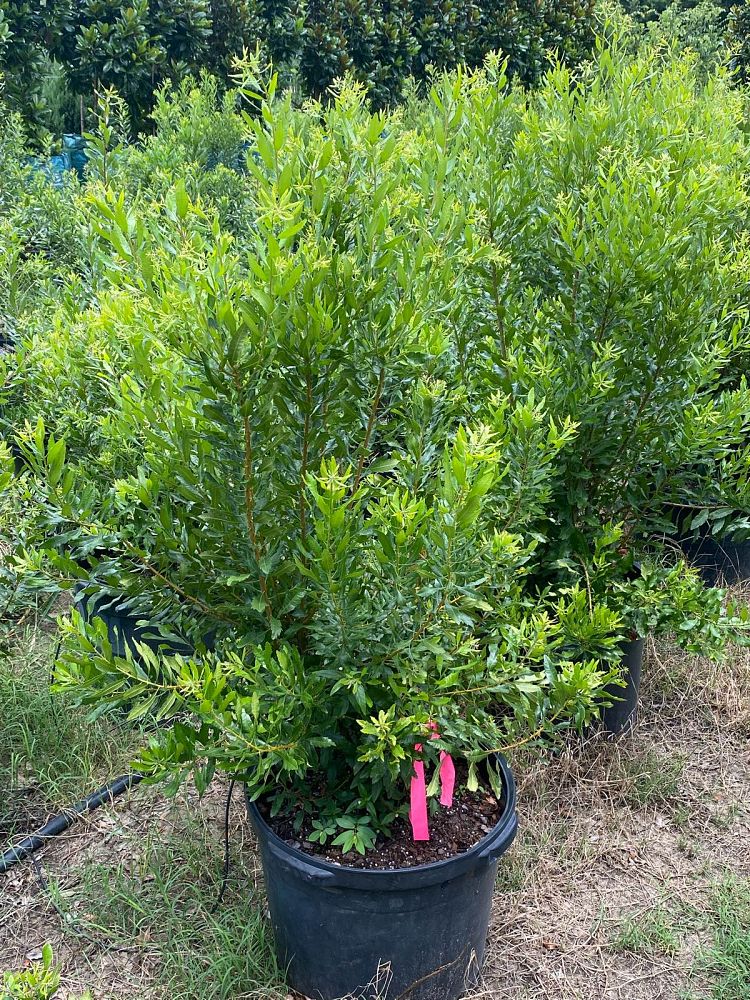myrica-cerifera-southern-wax-myrtle-southern-bayberry-morella-cerifera