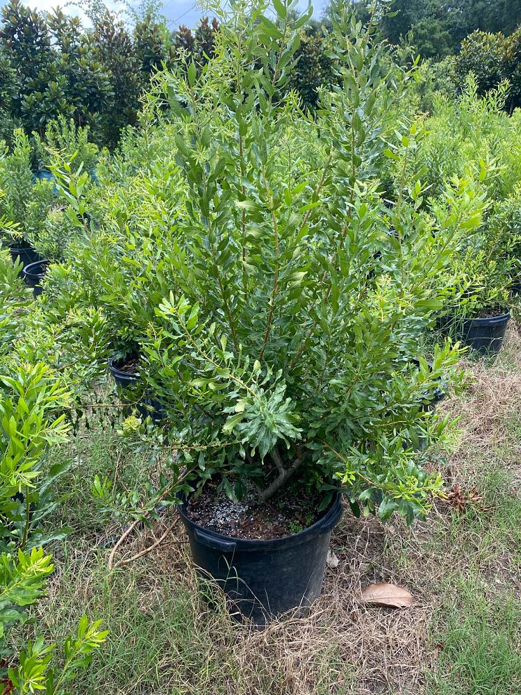 myrica-cerifera-southern-wax-myrtle-southern-bayberry-morella-cerifera