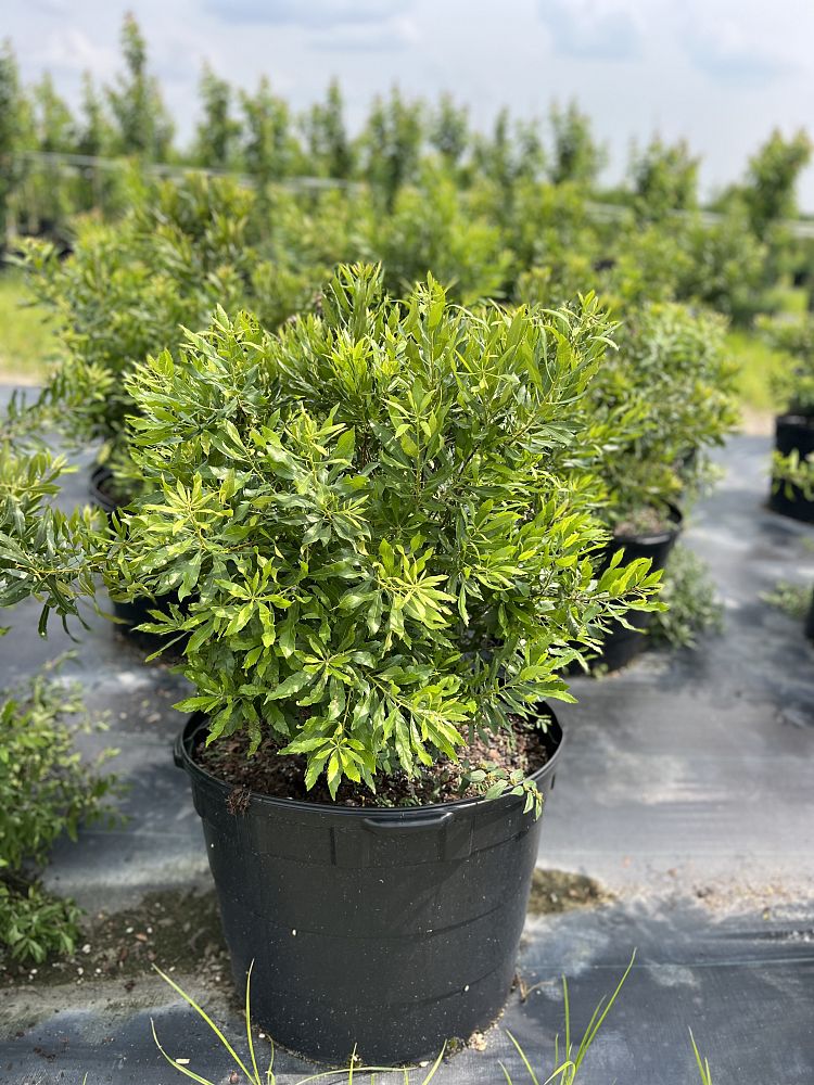 myrica-cerifera-southern-wax-myrtle-southern-bayberry-morella-cerifera