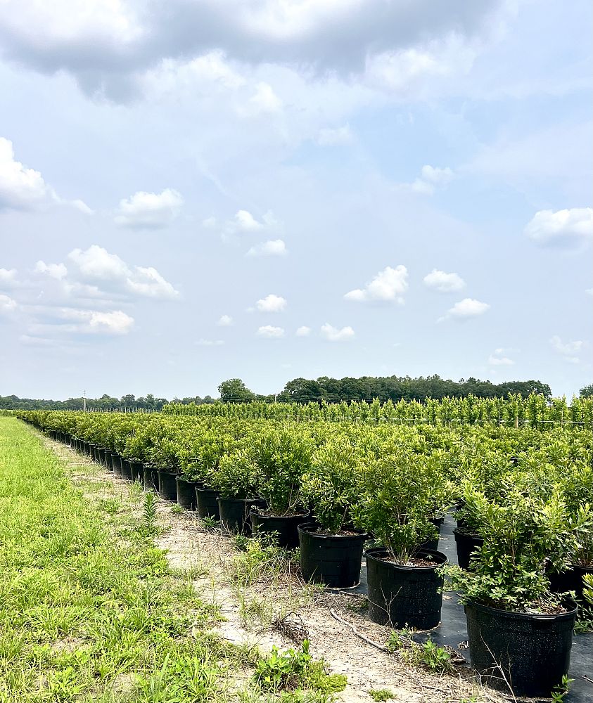 myrica-cerifera-southern-wax-myrtle-southern-bayberry-morella-cerifera