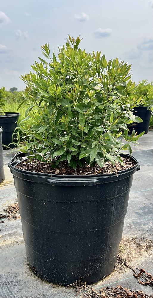 myrica-cerifera-southern-wax-myrtle-southern-bayberry-morella-cerifera