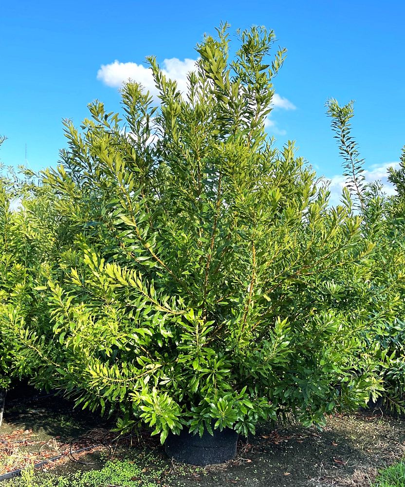 myrica-cerifera-southern-wax-myrtle-southern-bayberry-morella-cerifera