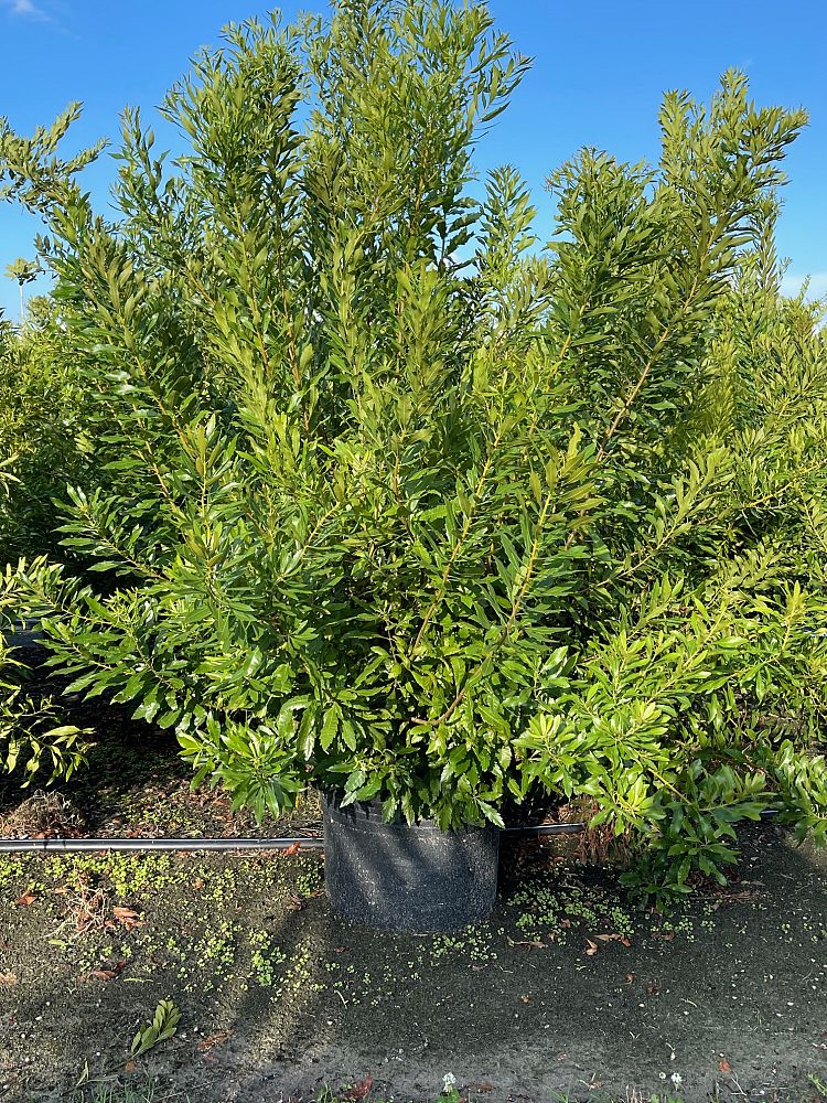 myrica-cerifera-southern-wax-myrtle-southern-bayberry-morella-cerifera