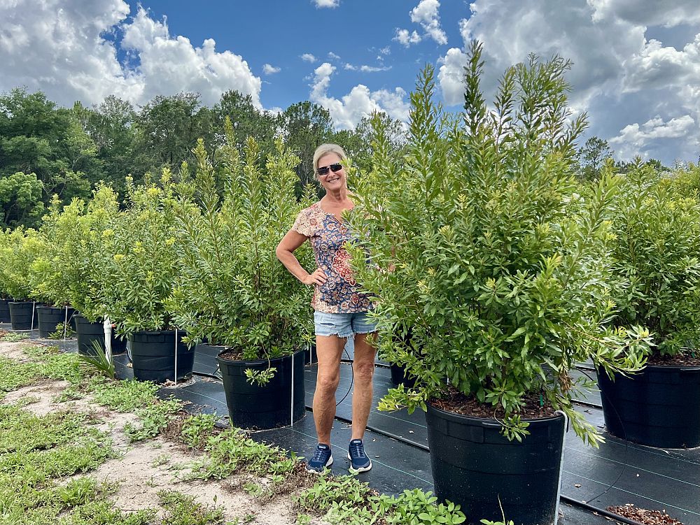 myrica-cerifera-southern-wax-myrtle-southern-bayberry-morella-cerifera