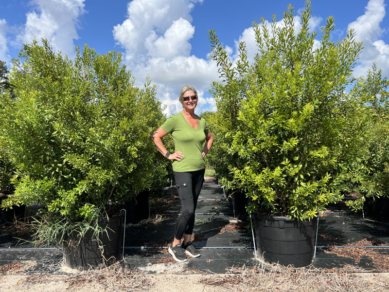 myrica-cerifera-southern-wax-myrtle-southern-bayberry-morella-cerifera
