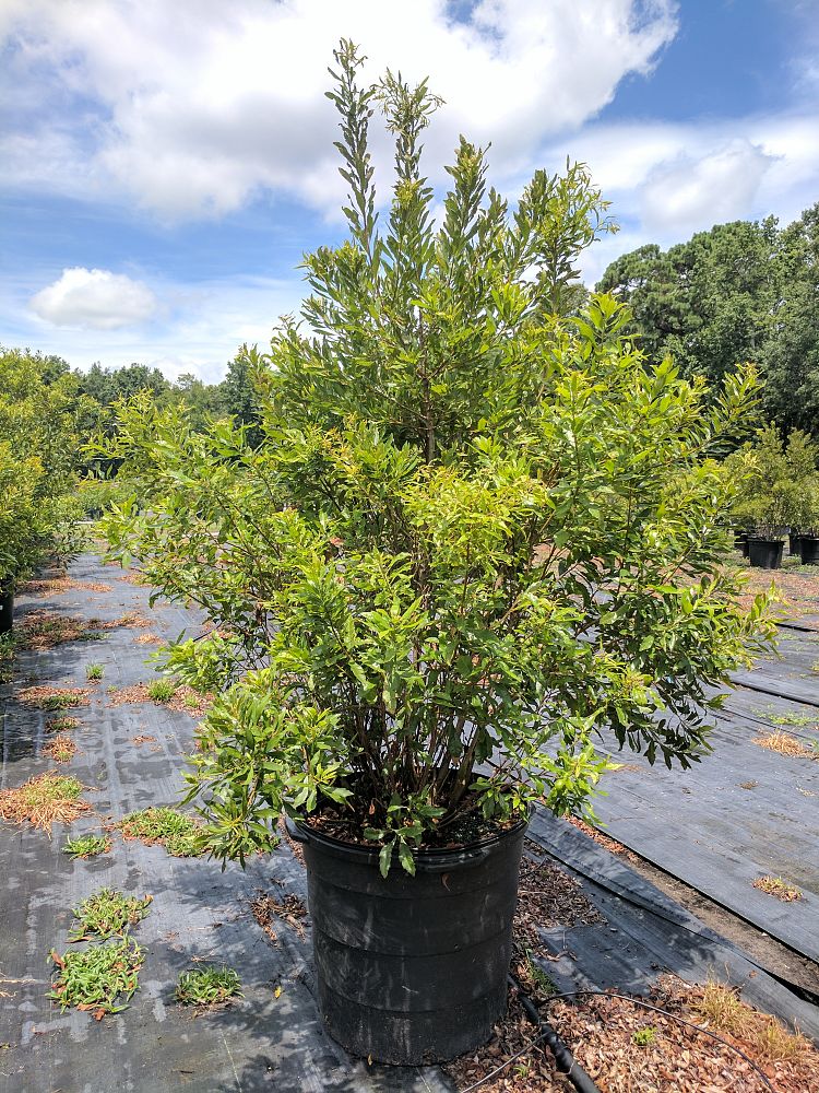myrica-cerifera-southern-wax-myrtle-southern-bayberry-morella-cerifera