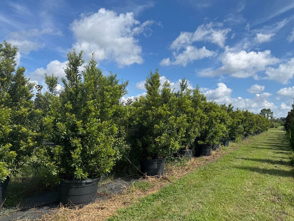 myrica-cerifera-southern-wax-myrtle-southern-bayberry-morella-cerifera