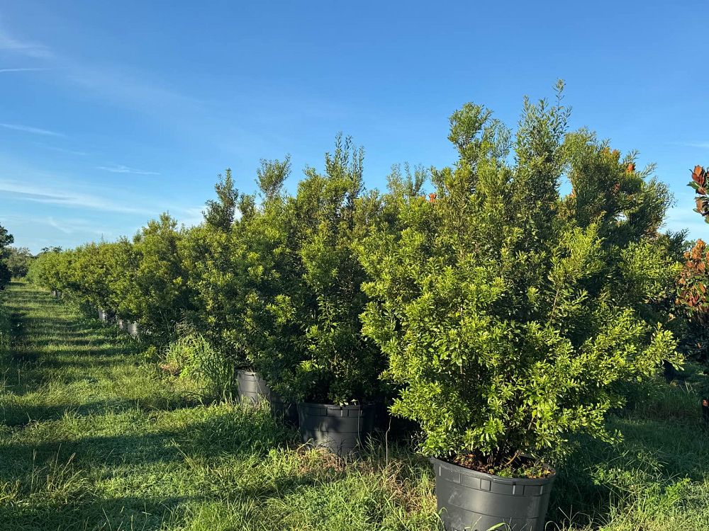 myrica-cerifera-southern-wax-myrtle-southern-bayberry-morella-cerifera