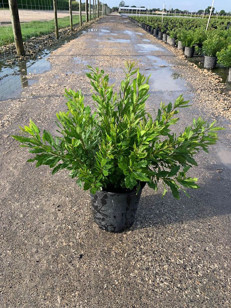 myrica-cerifera-southern-wax-myrtle-southern-bayberry-morella-cerifera