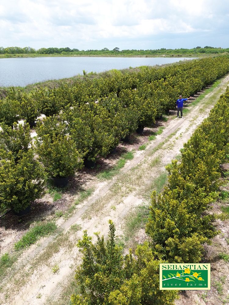 myrica-cerifera-southern-wax-myrtle-southern-bayberry-morella-cerifera