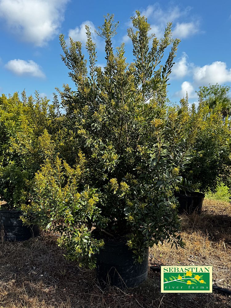 myrica-cerifera-southern-wax-myrtle-southern-bayberry-morella-cerifera
