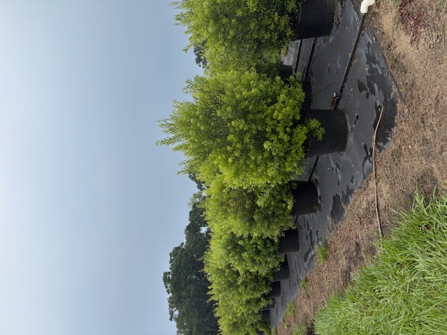 myrica-cerifera-southern-wax-myrtle-southern-bayberry-morella-cerifera