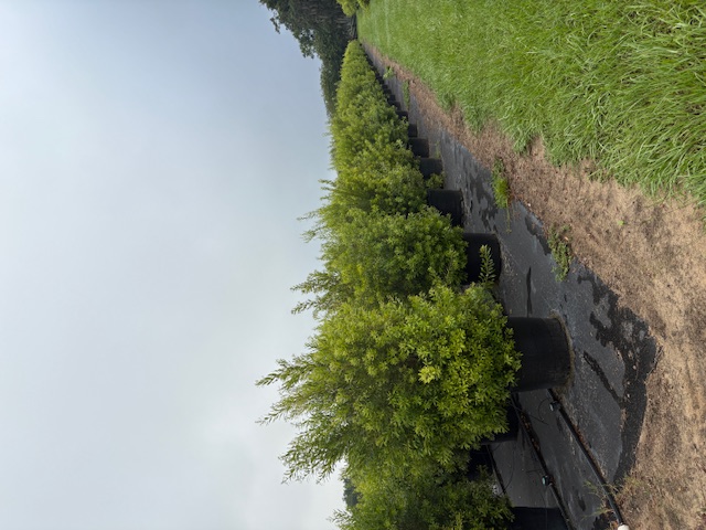myrica-cerifera-southern-wax-myrtle-southern-bayberry-morella-cerifera