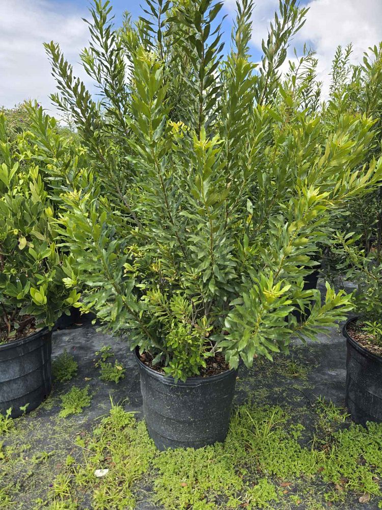 myrica-cerifera-southern-wax-myrtle-southern-bayberry-morella-cerifera