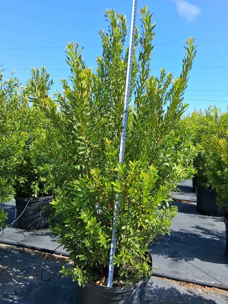 myrica-cerifera-southern-wax-myrtle-southern-bayberry-morella-cerifera