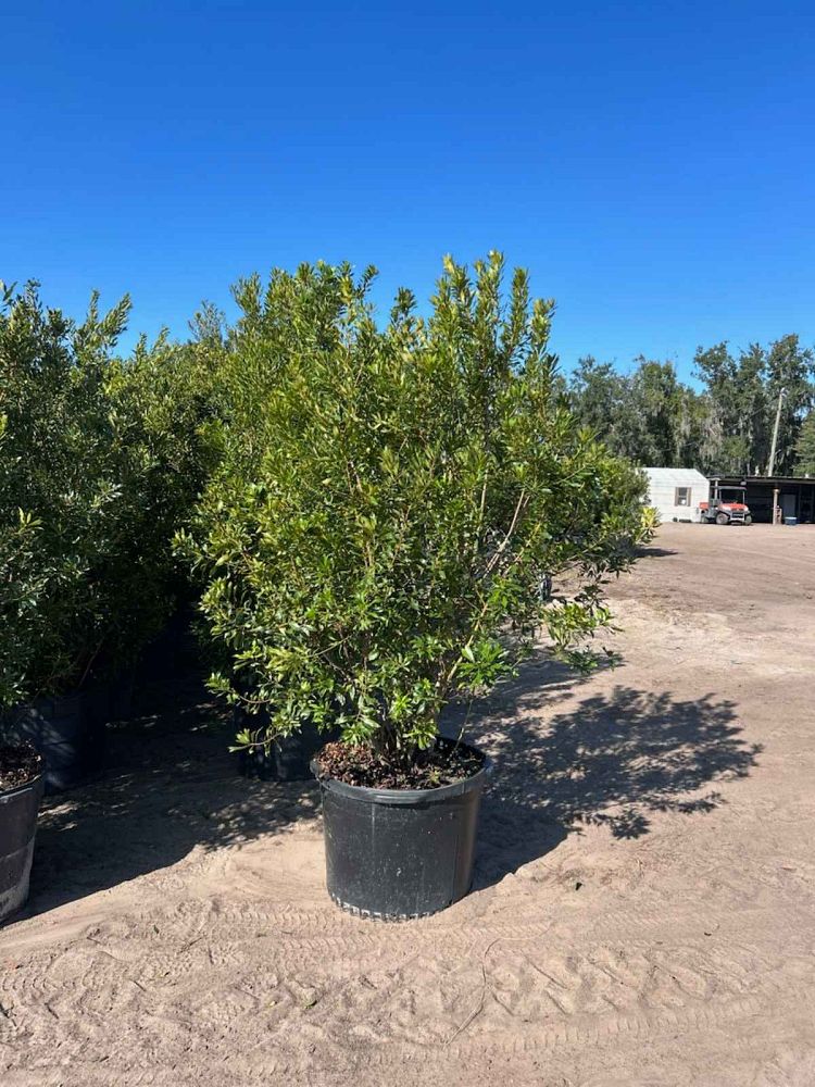 myrica-cerifera-southern-wax-myrtle-southern-bayberry-morella-cerifera