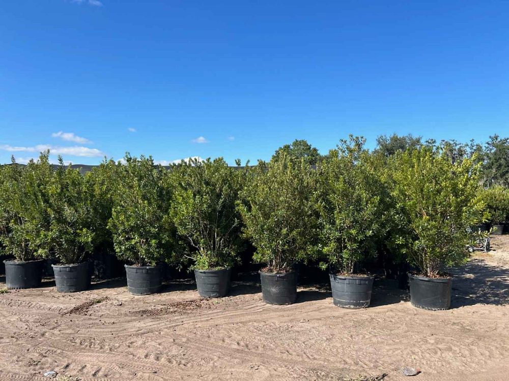 myrica-cerifera-southern-wax-myrtle-southern-bayberry-morella-cerifera