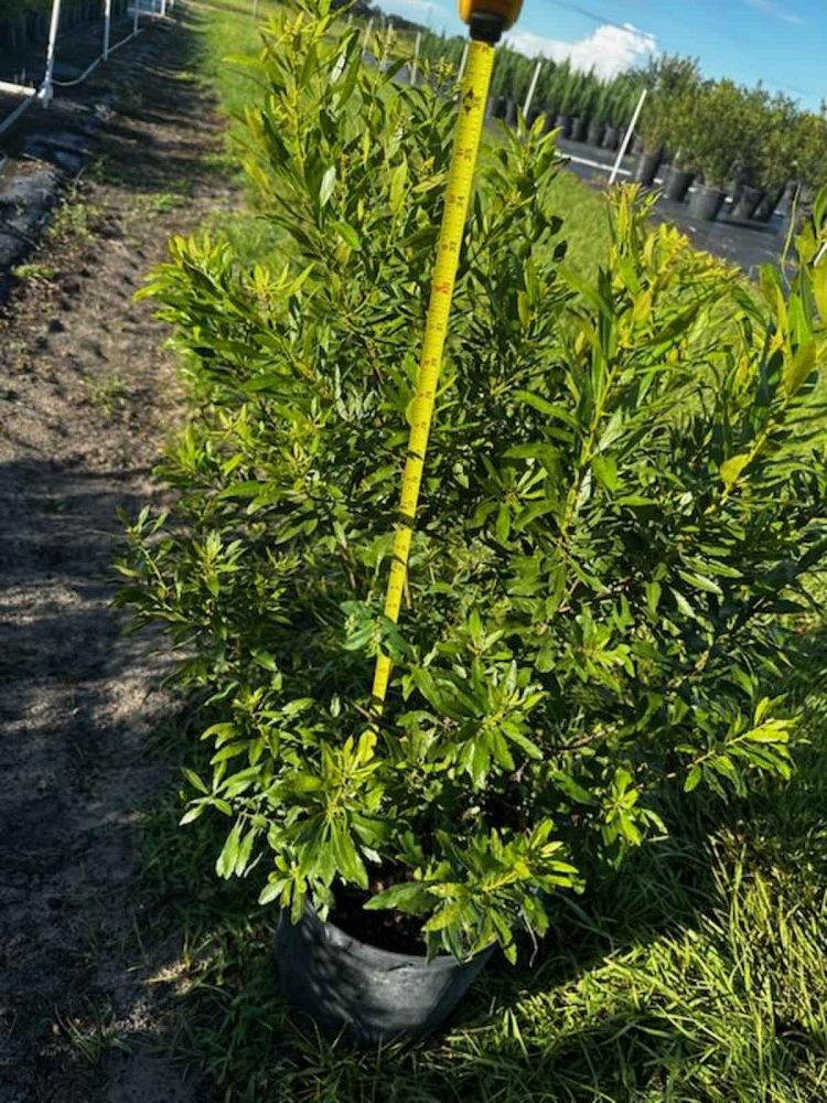 myrica-cerifera-southern-wax-myrtle-southern-bayberry-morella-cerifera