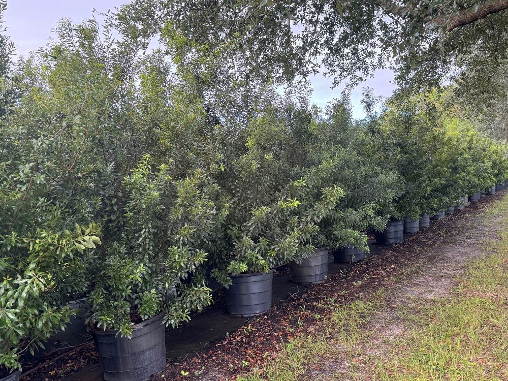 myrica-cerifera-southern-wax-myrtle-southern-bayberry-morella-cerifera