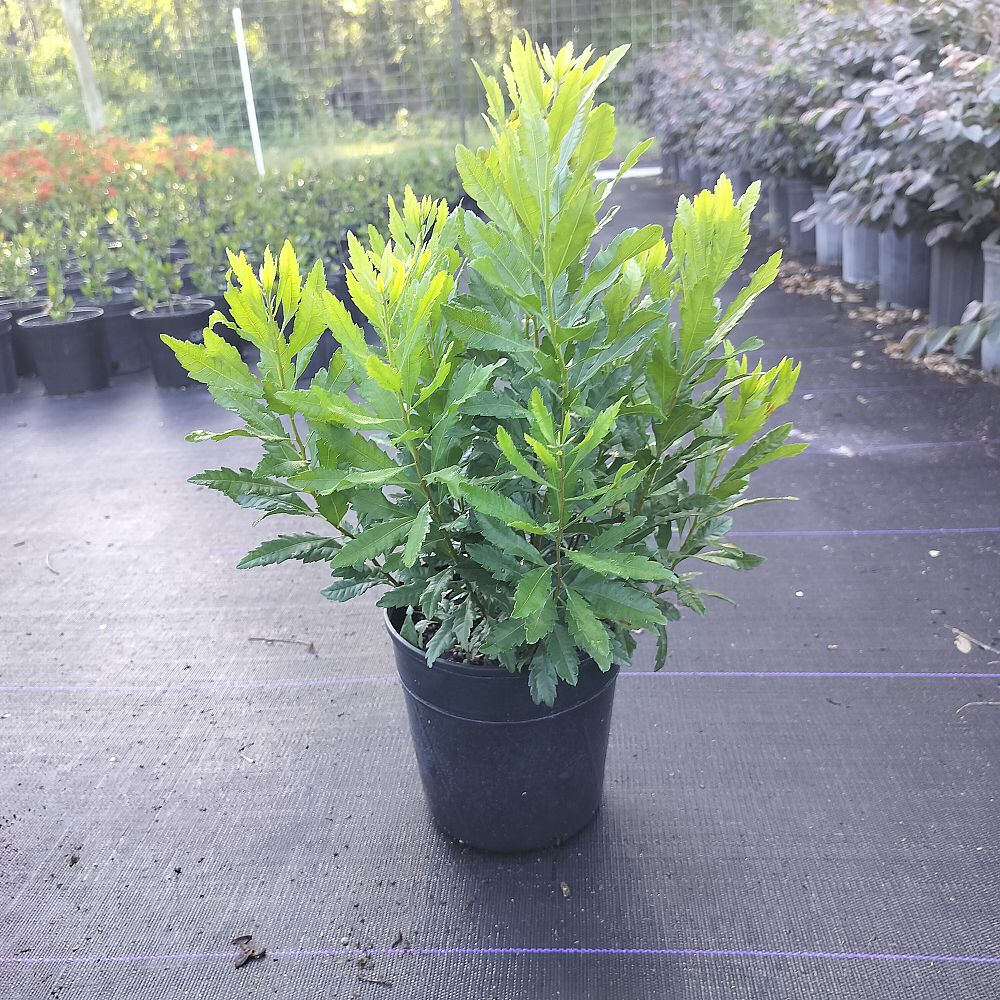 myrica-cerifera-southern-wax-myrtle-southern-bayberry-morella-cerifera