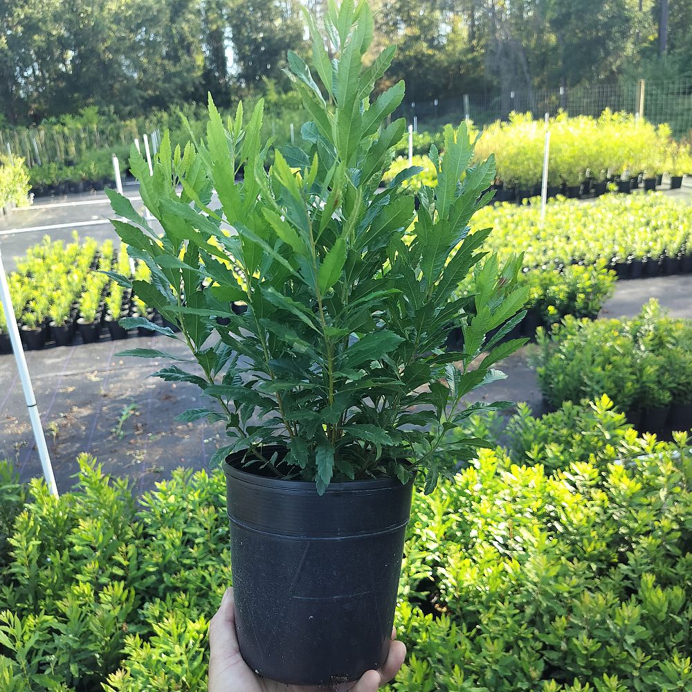myrica-cerifera-southern-wax-myrtle-southern-bayberry-morella-cerifera